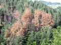 Умират 485 декара  иглолистни гори
