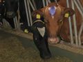 Още 20 млечни ферми в Русенско  заплашени от затваряне