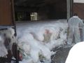 Георги Стоилов: Защо в свинекомплекса се умъртвяват животни с пяна от пожарната?