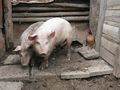 Чумата спира търговията с  животни на панаира в Борово
