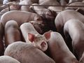 Чумата влезе и в свинеферма в Караманово с 4000 прасета