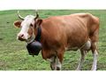 Фермерка гледала млечни крави само на хартия заради субсидиите