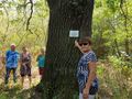 Щръклевчани готвят своя вековен дъб за Европейско дърво на годината