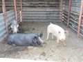 Регламентират отглеждането на домашни прасета след удара от африканската чума