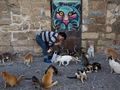 Грижовен съсед глобен за хранене на улични котки