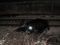 Двама румънци невредими след падане с кола до жп линия