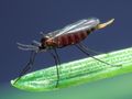 Шведска муха напада посевите в Русенско