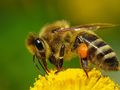 Търсят съвършената пчела на семинар в Русе
