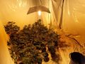 Три реколти марихуана отгледали баща и син в домашна оранжерия