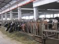 Млечните крави в Русенско  намаляват с над 10% за година
