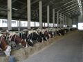 Броят на млечните ферми  в Русенско падна под 100
