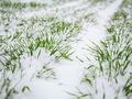 Иван Караиванов: Снегът  ще спаси пшеницата