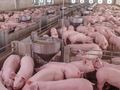 Обезщетението на свинекомплекса в Бръшлен за чумата вдигнато с 2.3 милиона лева