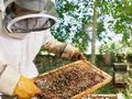 Започна приемът по новата  пчеларска програма