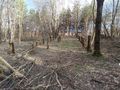Неизвестни изсякоха част от горичката край Борисово