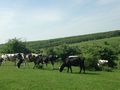 Недоглеждане наказа стотици животновъди в Двемогилско да връщат евросубсидии
