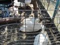 Три незаконно държани лебеда  спасени от частен имот в Иваново