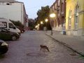 Живеещи по „Княжеска“: Лисици ловуват котки в центъра на Русе 