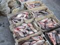 1000 лева санкция за открити в джип над 700 кг риба без документи