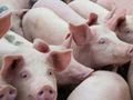 Година след чумната епидемия: Първото русенско свинско месо се очаква на пазара за Коледа