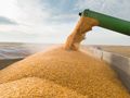 Сушата снижи добивите на зърно с 19 на сто