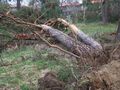 Наредба предвижда глоби до 100 000 лева за унищожени дървета