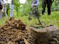 Залесяват близо 1300  декара в Русенско