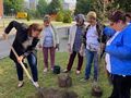 Дамите от „Заедно си помагаме“ засадиха три символни дръвчета