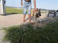История с куче - как спасяването на един четириног бездомник може да се превърне в кошмар