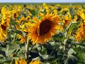 По-високи добиви от слънчоглед и  царевица се отчитат в Русенско