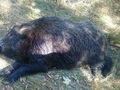 Четирима бракониери заловени с убито диво прасе в мерцедеса