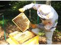 Над 1100 пчелари гледат 55 000 кошера в областта