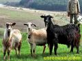 11 кози отровени от нощен отмъстител