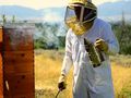 Пчеларите получават  още 1,38 милиона лева