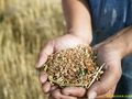 Фермерите отчитат 10 лева загуба на декар есенници