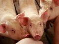 „Свинекомплекс Бръшлян“ вдига нова сграда за 2400 прасета