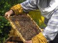 Известяват с SMS пчеларите за предстоящи пръскания
