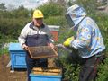 10 милиона си разпределят пчеларите до 2016 година