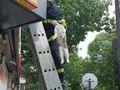 Пожарникари спасиха котка след тридневен „арест“ над казино