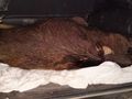 Двама бракониери с по 1000 лева глоба и 6 месеца без лов заради убито диво прасе