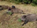 Ловците ще загробват отстреляните диви прасета, за да не излиза африканската чума от гората