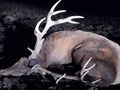 Заловиха бракониери с отстрелян млад благороден елен в землището на Просена