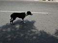 50 000 лева обезщетение за катастрофа заради внезапно изскочило улично куче