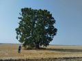Зимни дъбове от времето на Иван Асен II са най-старите дървета на територията на РИОСВ