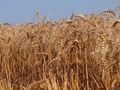 Топ 10 на зърнопроизводителите от Русенско с 8,5 милиона лева субсидии за 2022-а