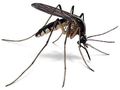 „Санси“ обещава до 25 юни да се справи с комарите