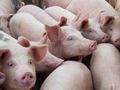 Забраниха пазарите на свине заради африканската чума