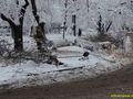 Прекършено от снега дърво смаза пет коли до „Възраждане“