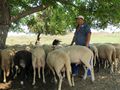 Две овце от стадо във Ветово със съмнения за „син език“