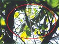 80-сантиметрова игуана се щура из градините на ДЗС